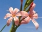 Preview: Spaltgriffel rosa